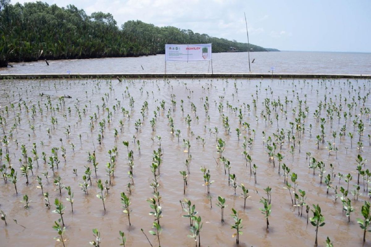 Produsen cat Mowilex tuntaskan komitmen penanaman mangrove 50 ribu pohon di seluruh tanah air