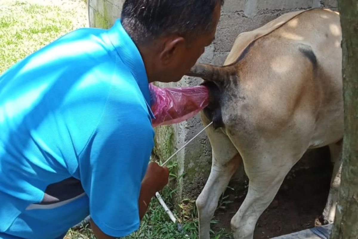 Pessel tingkatkan kualitas dan populasi sapi melalui pola inseminasi buatan