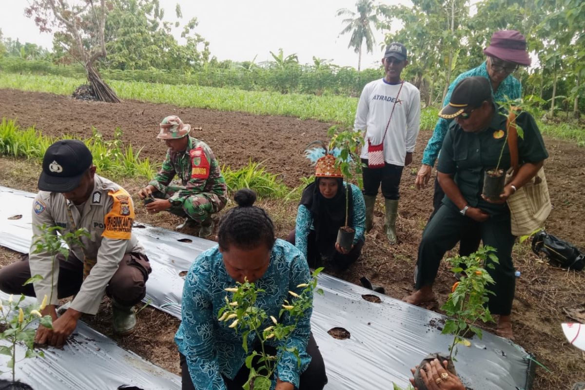 TP PKK Papua dorong gerakan ibu-ibu menanam lima pohon cabai