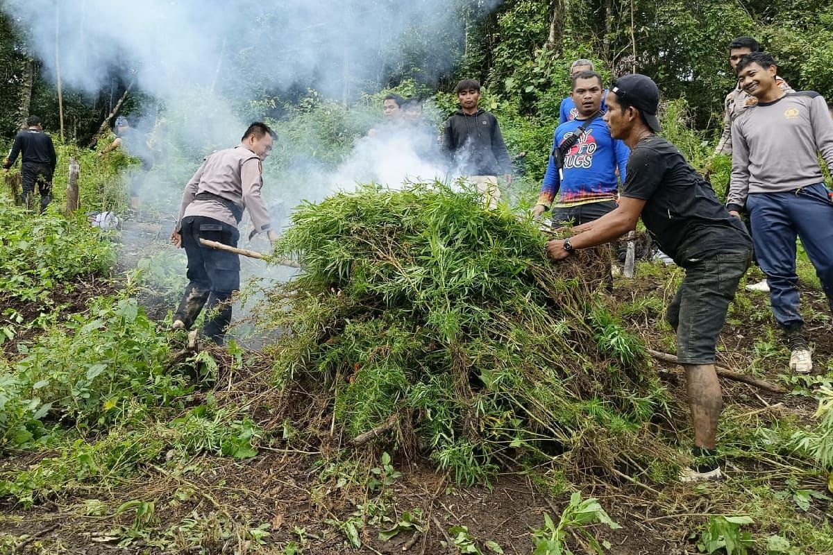 Polisi musnahkan lima hektare ladang ganja di Madina