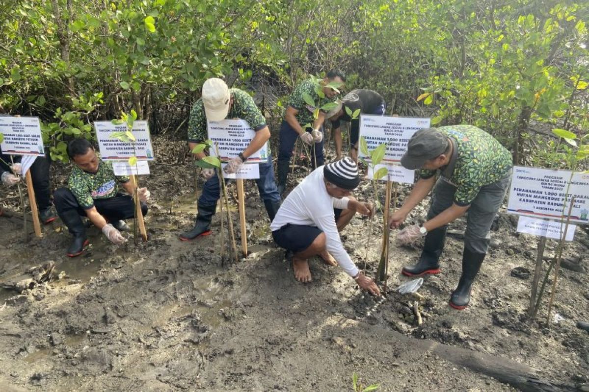 Tahura Ngurah Rai dapat tambahan 1.000 bibit mangrove dari Bulog