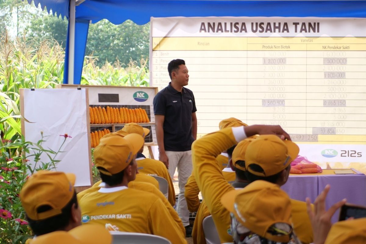 Mengamankan harga daging dan telur ayam lewat cukupnya stok jagung pakan