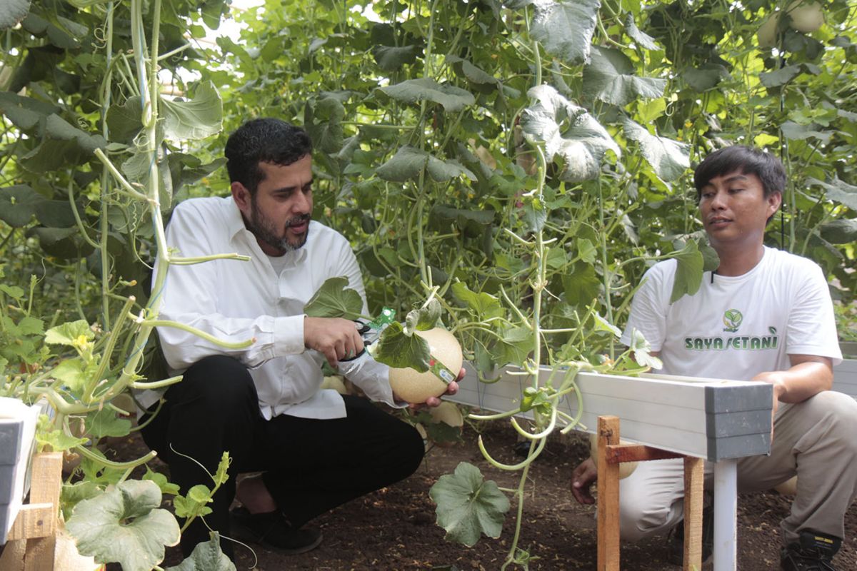 Petani Kota Probolinggo kembangkan budidaya melon hidroponik