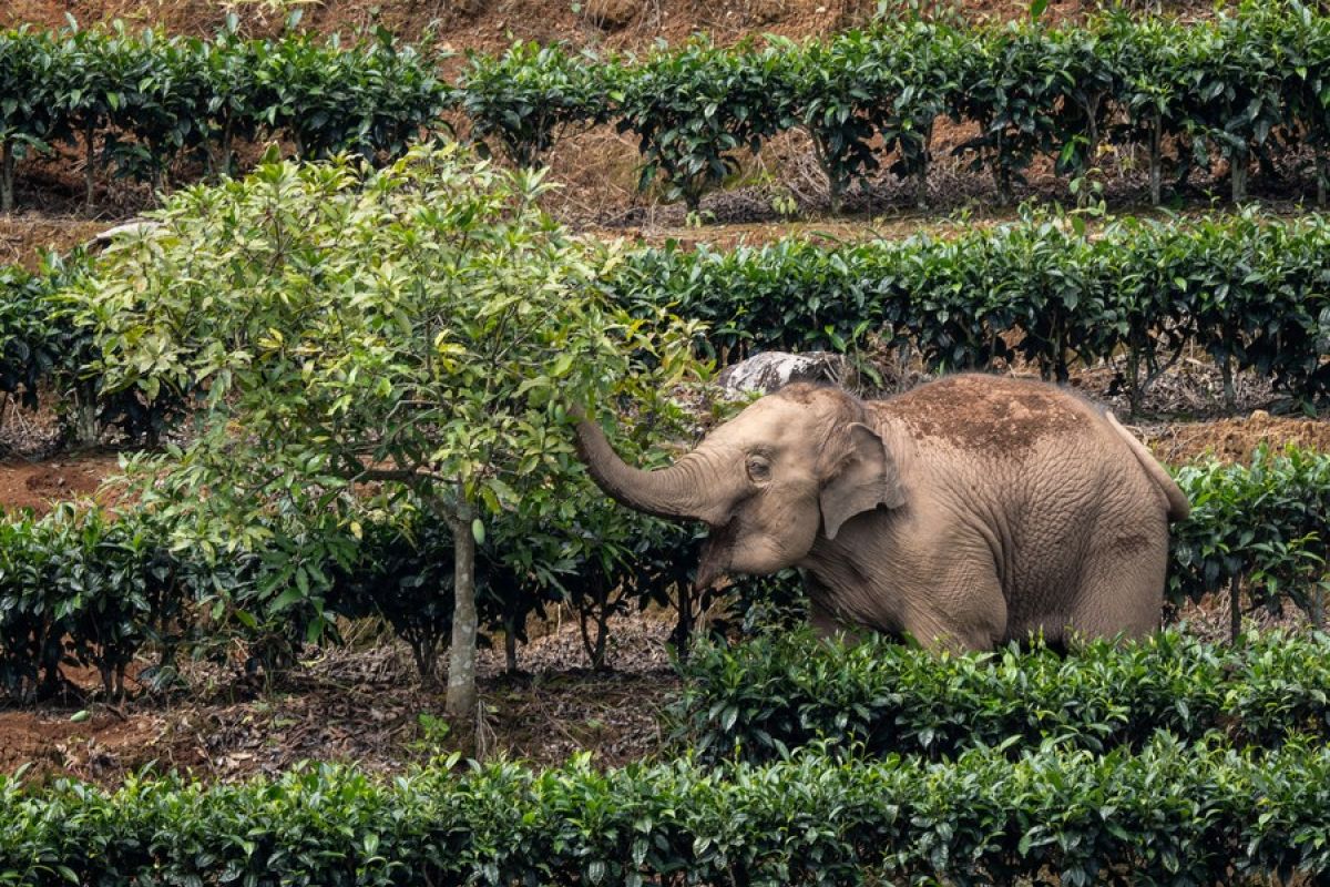 Tim ilmuwan China ungkap evolusi organ makan pada gajah purba