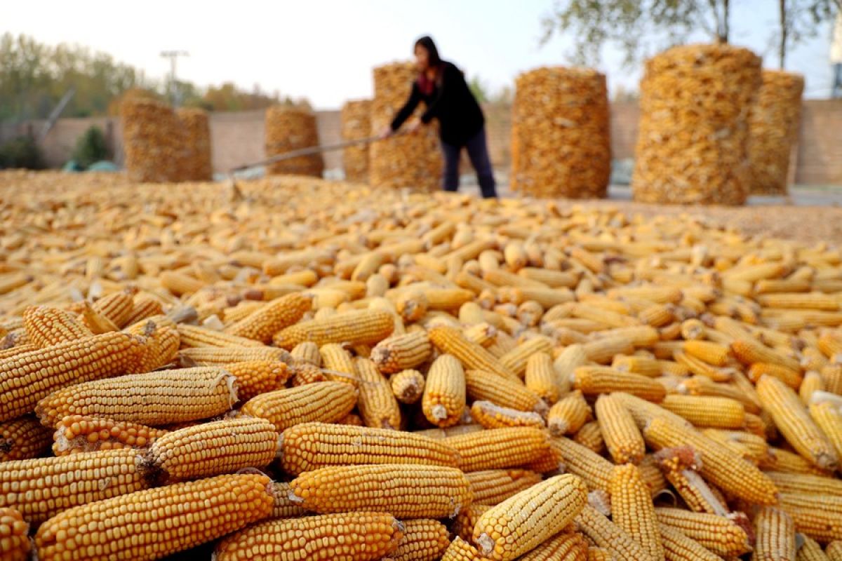 Ilmuwan China dan AS identifikasi "leluhur" baru jagung modern