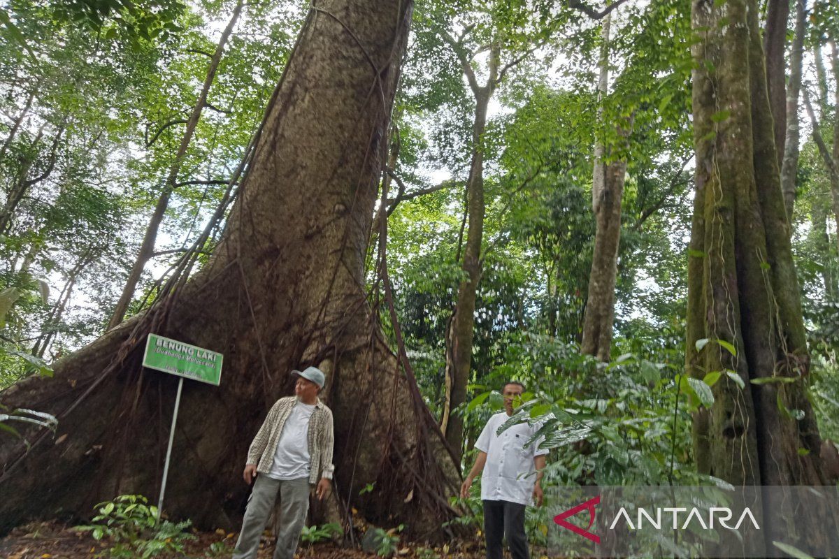 Melestarikan pepohonan raksasa di Geopark Hutan Hujan Tropis Kahung