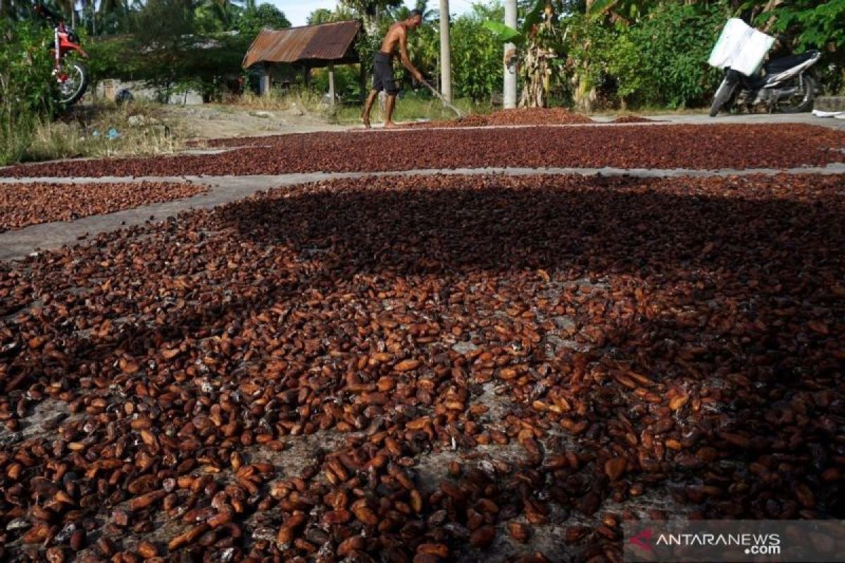 Kemendag catat peningkatan harga biji kakao pada periode Desember 2023