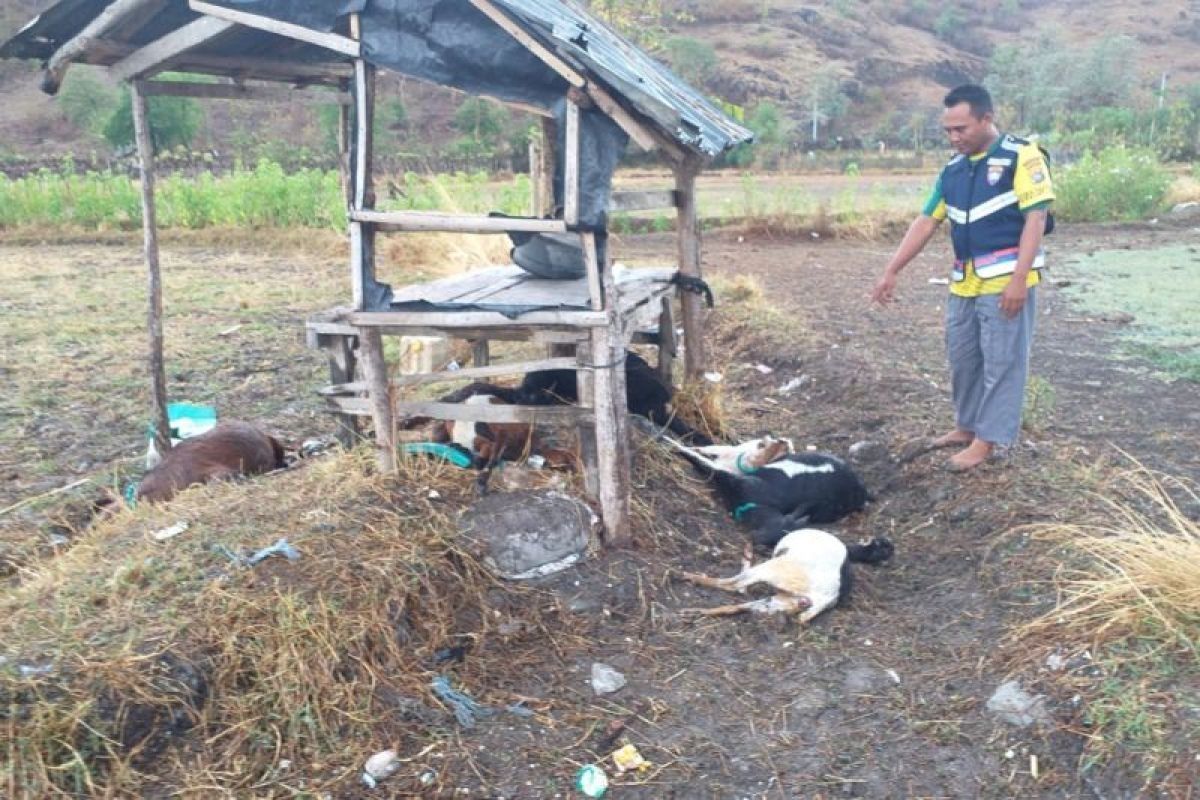 Tersambar petir, 8 kambing tewas dan seorang warga NTB dievakuasi ke RS