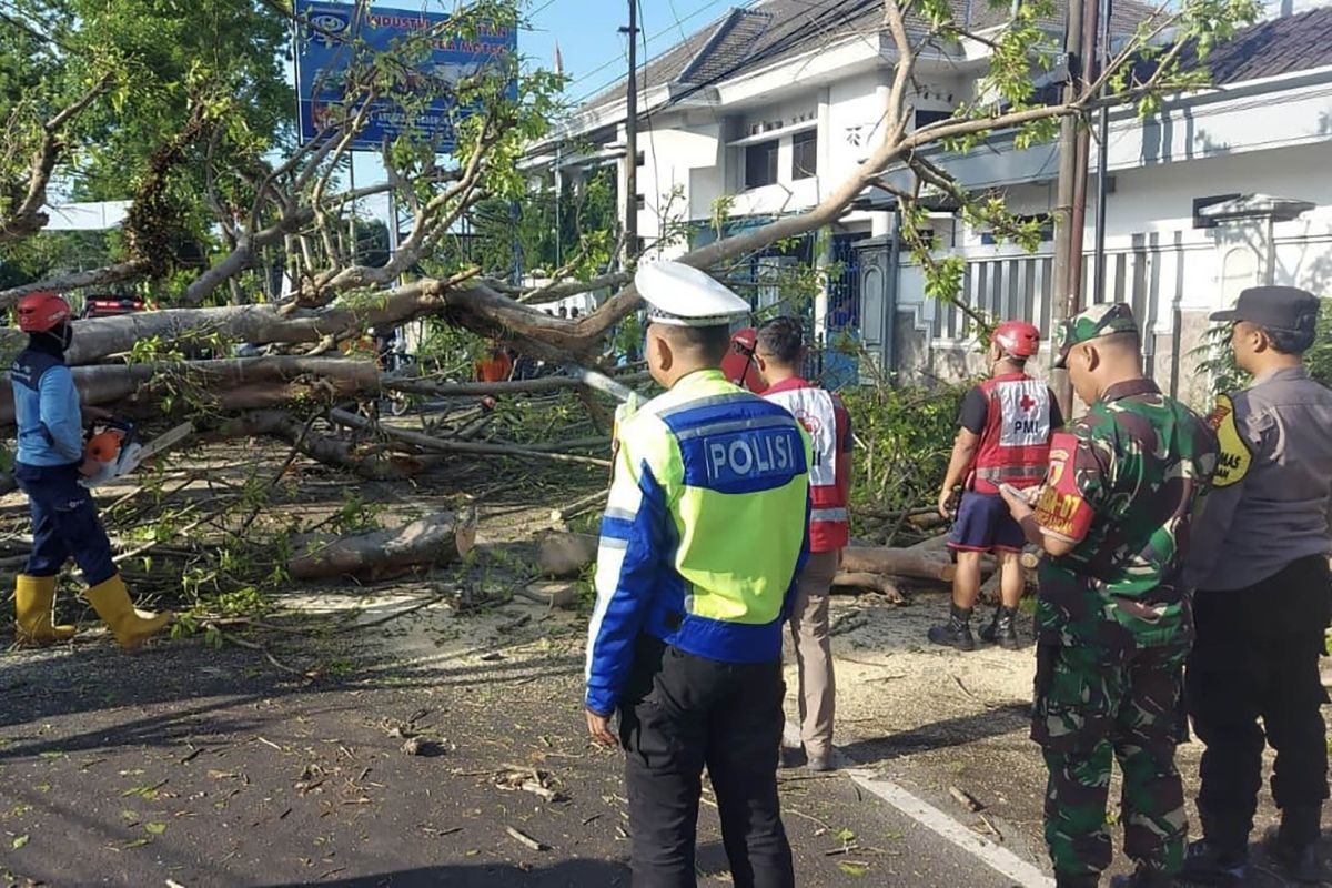 Tertimpa pohon, dua pemotor tewas