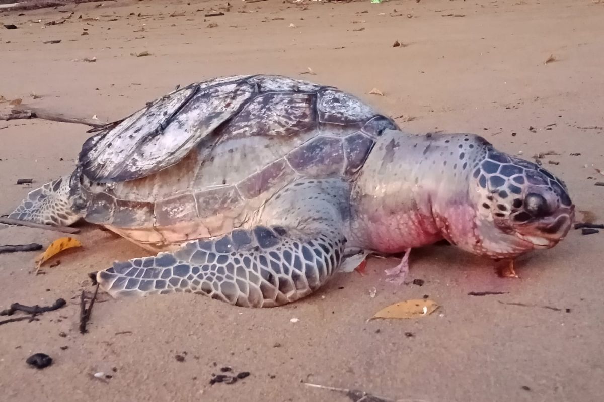 Seekor penyu mati di Pantai Mutiara Kayong