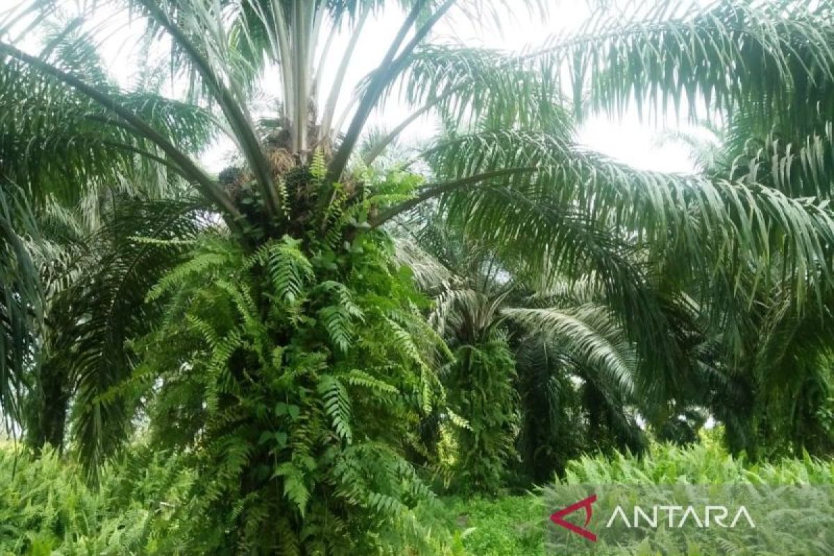 Pekebun rakyat Kaltim paling sejahtera ketimbang subsektor lain