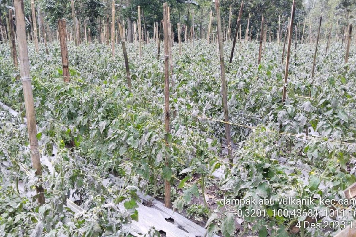 Lahan pertanian 2.141 hektare di Agam terdampak abu vulkanik Marapi