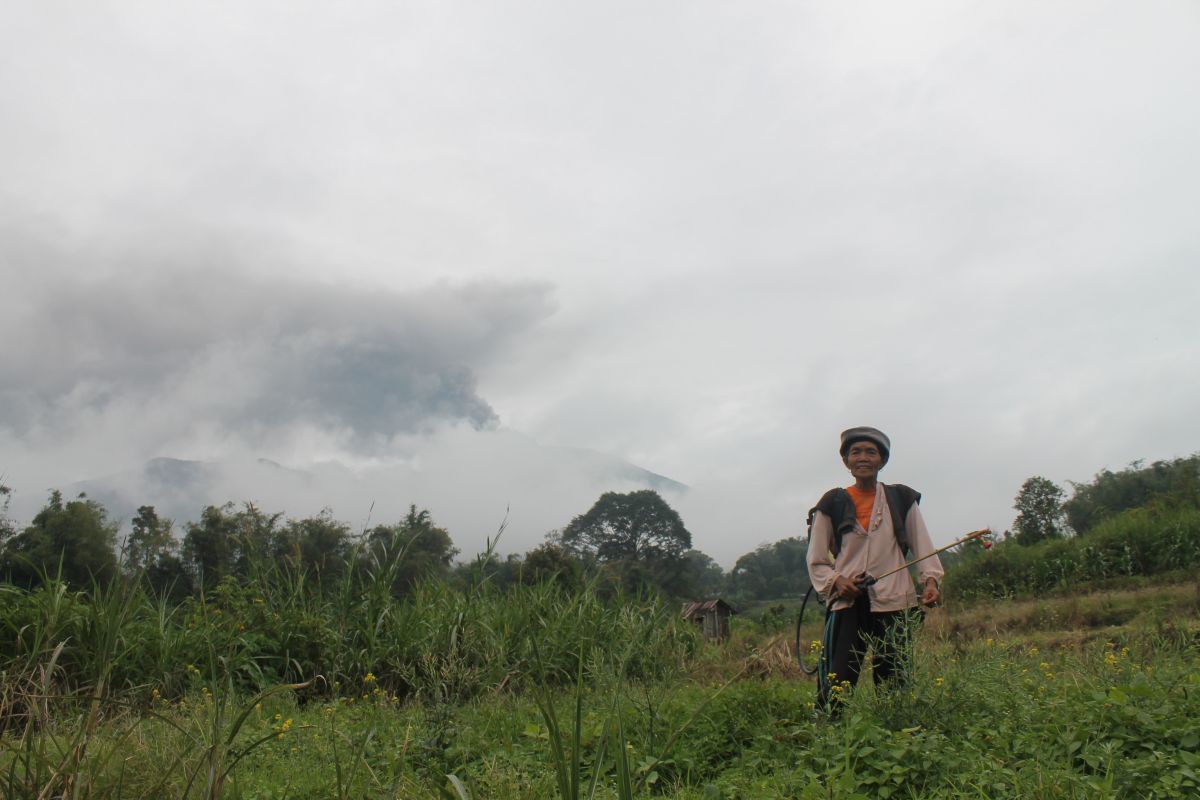 Petani di lereng gunung tetap beraktivitas saat Marapi erupsi