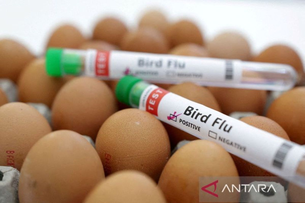 Prancis naikkan tingkat risiko flu burung menjadi "tinggi"