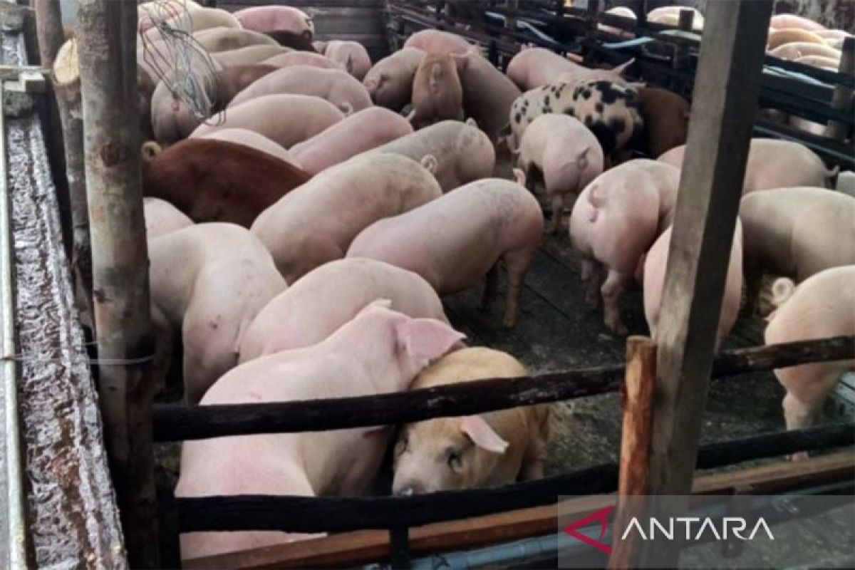 Disbunnak Kalbar: Kebutuhan babi untuk Natal dan Tahun Baru tercukupi