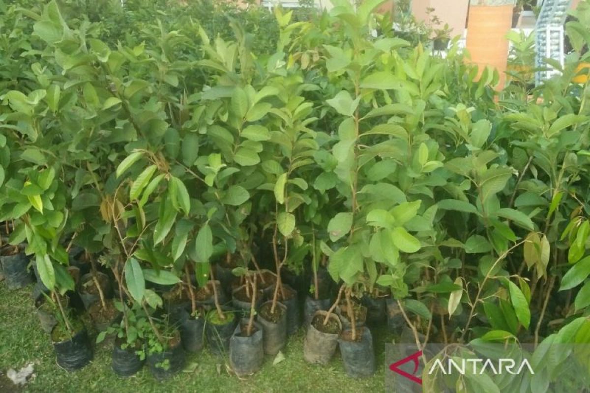 BPDAS-MB Samarinda distribusikan  5 juta bibit pohon