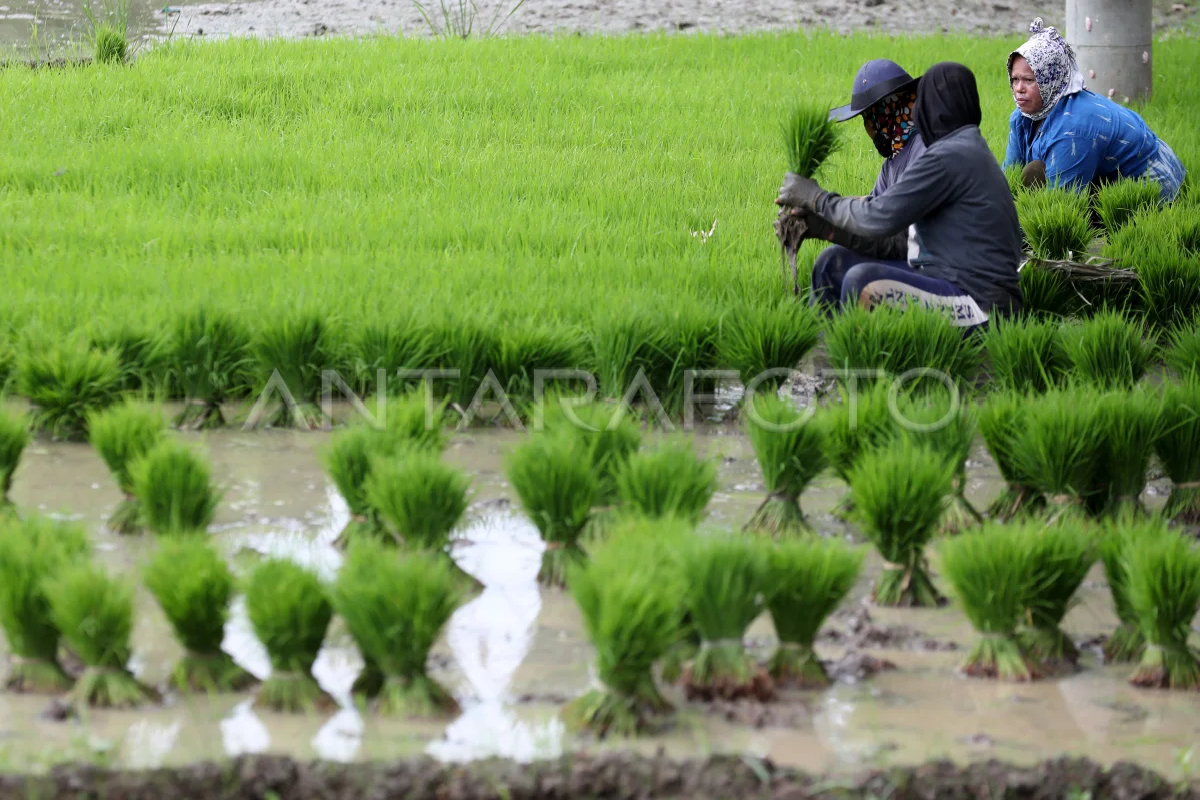 BPS: Usaha pertanian di Banda Aceh didominasi UTP