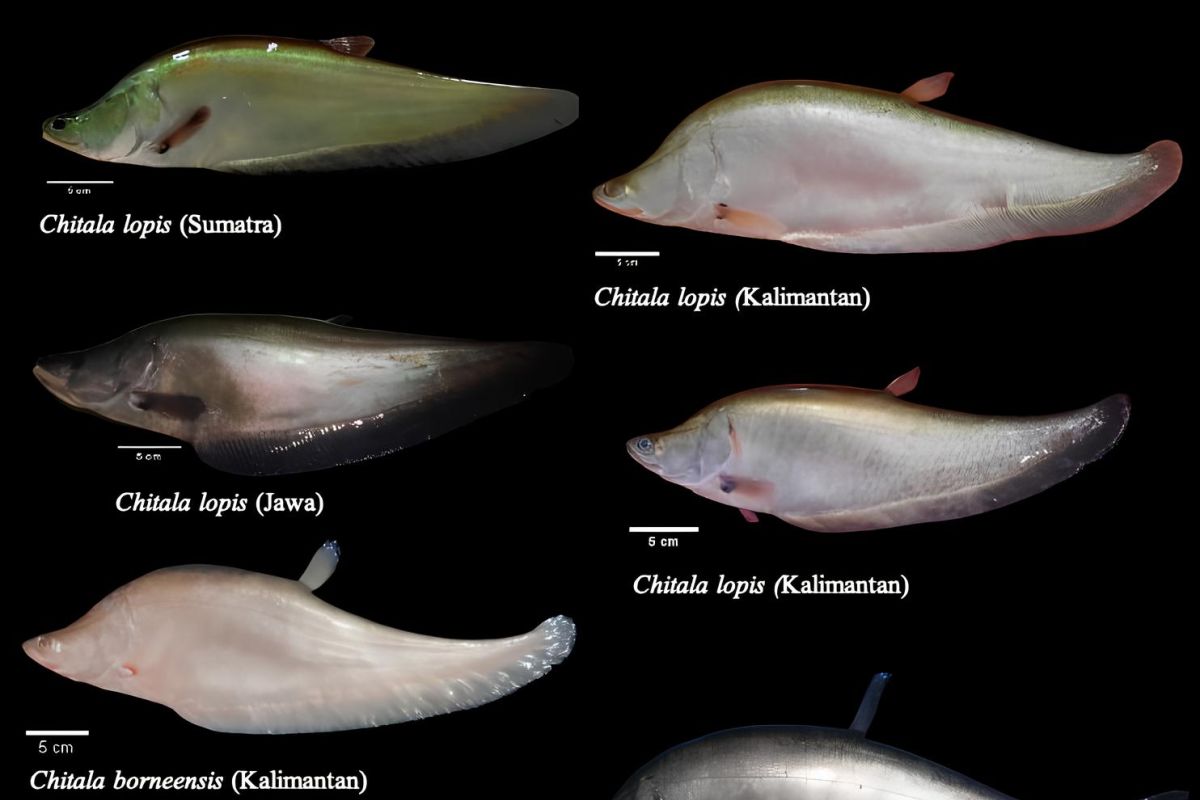 Ilmuwan temukan ikan berstatus punah di Jawa, beber BRIN