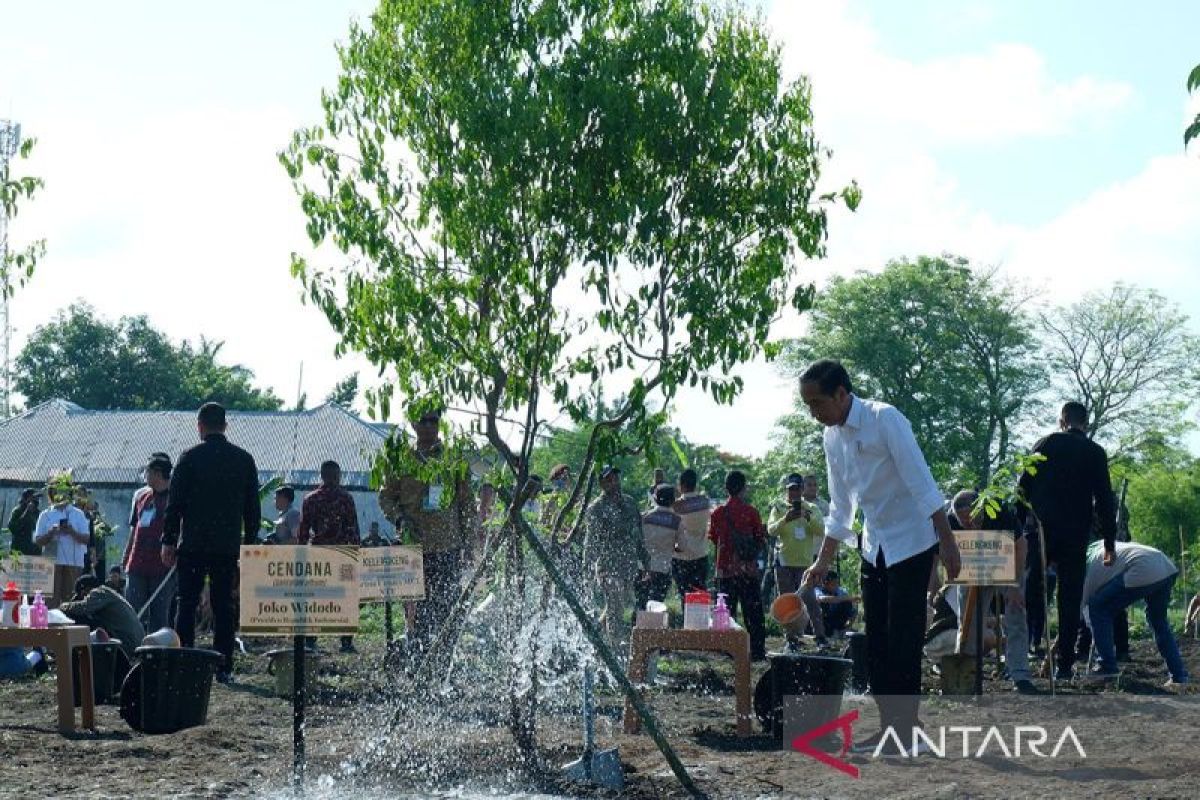 Presiden Joko Widodo ajak masyarakat lestarikan Pohon Cendana di NTT