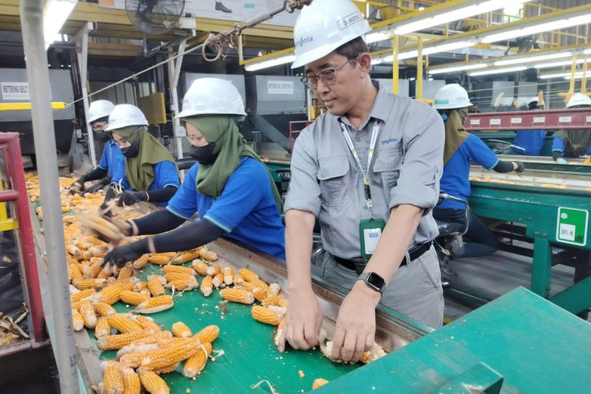 Perusahaan benih jagung dukung kedaulatan pangan