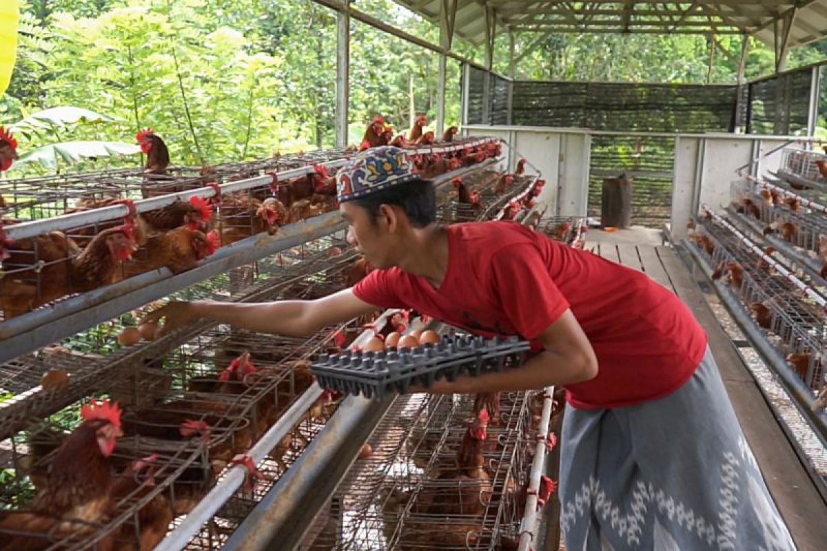 Mahasiswa IPB latih santri Ponpes Nurul Muhibbin Halong terkait  ternak ayam
