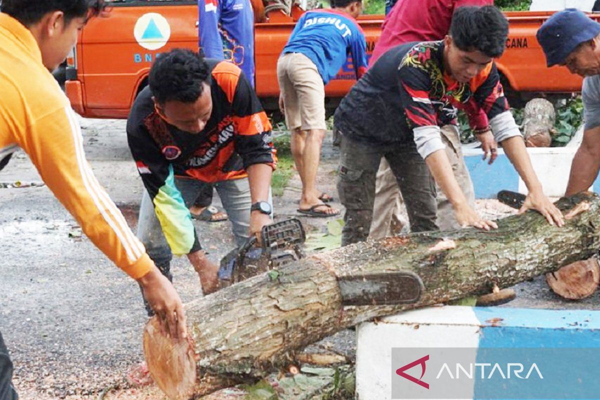 BPBD Palangka Raya evakuasi pohon tumbang dampak hujan disertai angin kencang