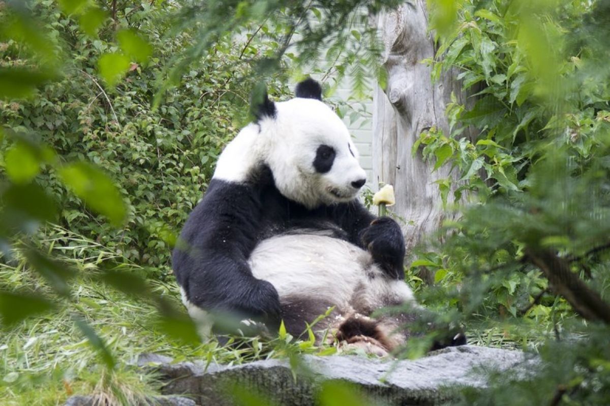 Pasangan panda raksasa pulang kembali ke China dari Inggris
