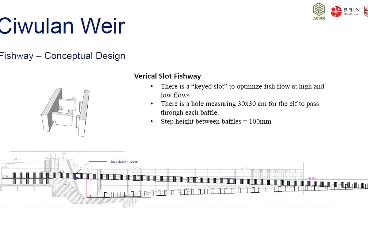 BRIN kembangkan jalur migrasi ikan air tawar