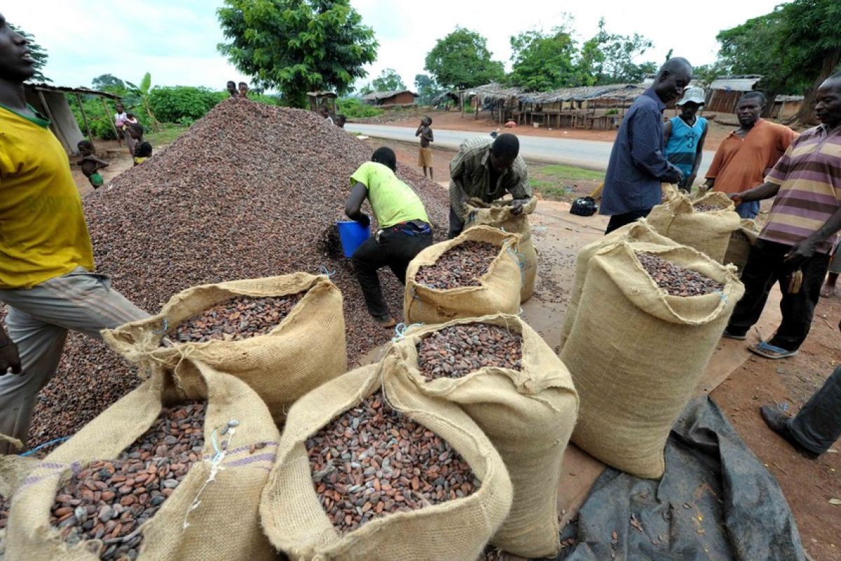 Pantai Gading prediksi penurunan produksi kakao