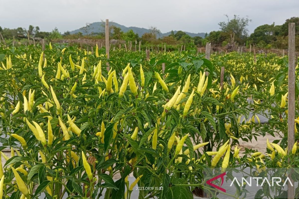 Produksi cabai petani lokal di Belitung capai 1.418,2 ton