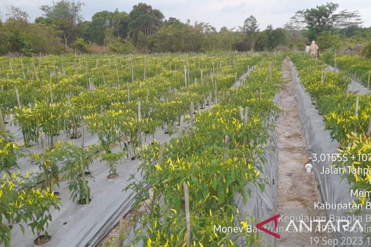 DKPP Belitung siapkan 10 hektare kebun cabai antisipasi inflasi