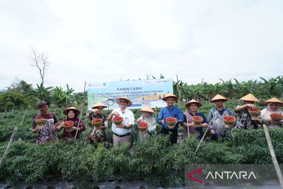 Tekan inflasi Pangan, BI Babel - Gapoktan Karya Bersama Desa Perlang Panen Cabai Merah di Desa Perlang