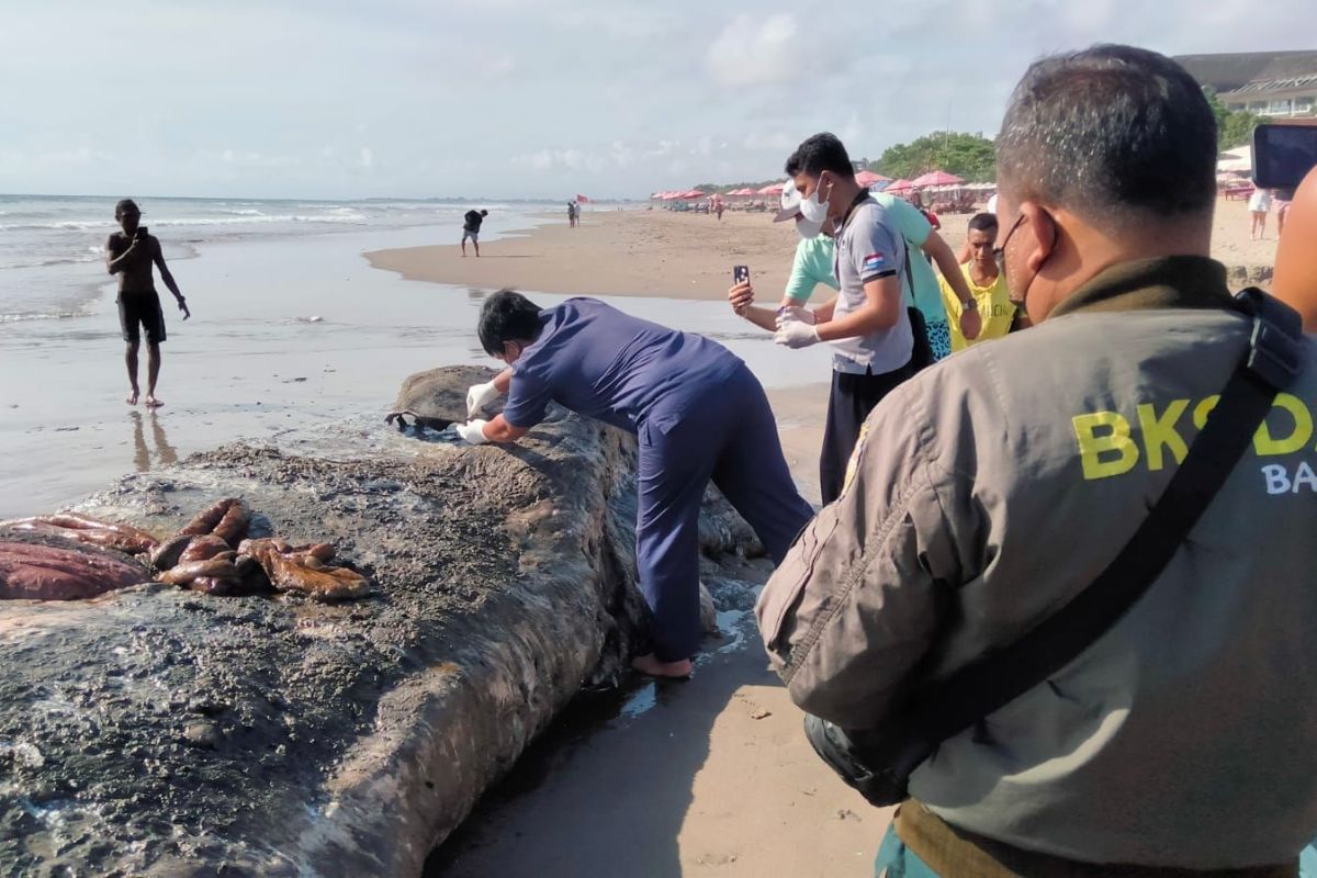 BKSDA Bali tak lakukan pembedahan paus terdampar di Pantai Kuta
