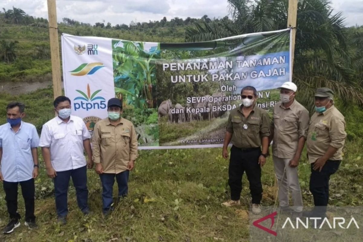 BUMN Sawit gandeng BKSDA Riau alokasikan area untuk konservasi gajah