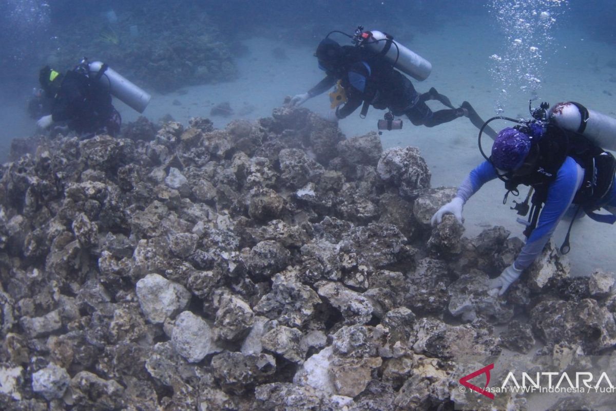 Pemerintah upayakan pemulihan ekosistem terumbu karang Pulau Derawan