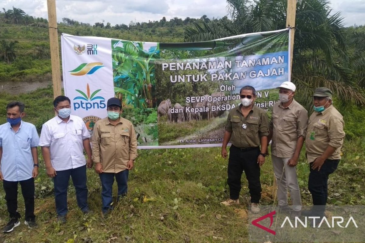 Sinergi PalmCo-BBKSDA Riau komitmen perkuat konservasi gajah sumatera
