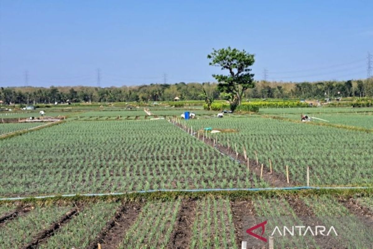 Petani di Kulon Progo diimbau untuk percepat olah lahan sawah