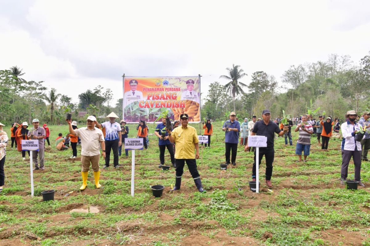 Petani Bantaeng berharap budidaya tanaman pisang cavendish tingkatkan ekonomi