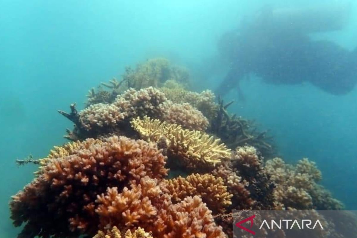 Kebun karang PT Timah jadi destinasi wisata bawah laut Bangka