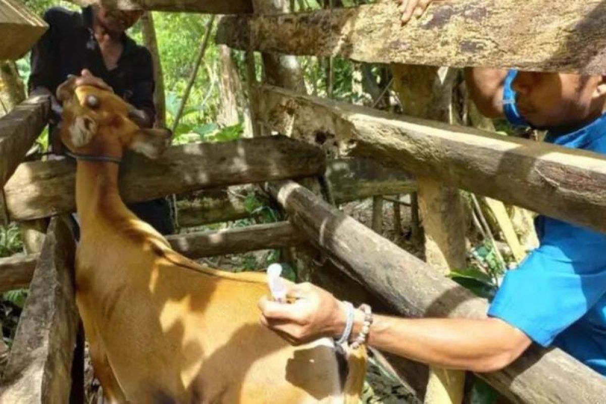 Vaksinasi PMK di Kendari capai 800 ekor sapi sepanjang 2023