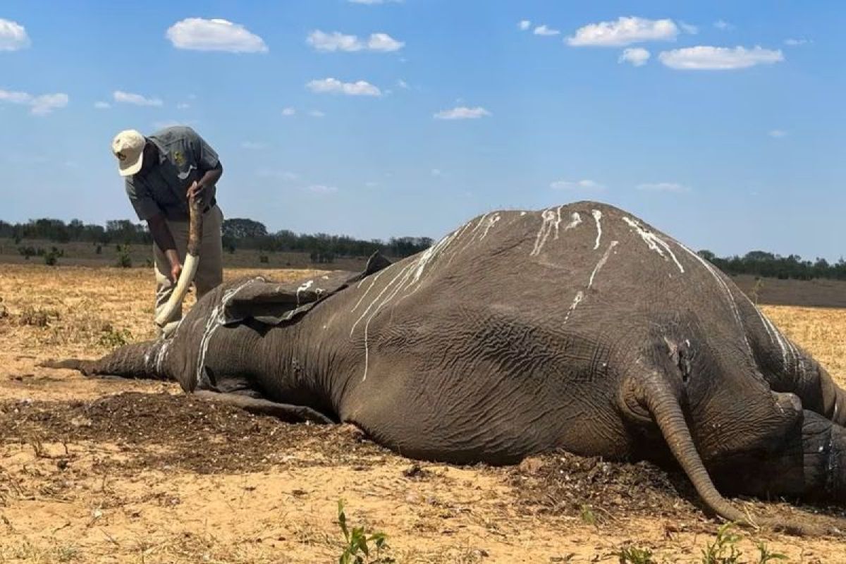 Puluhan gajah mati kehausan saat Zimbabwe dilanda kekeringan