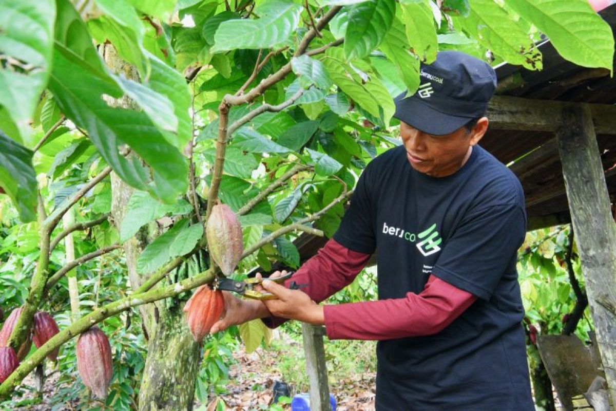 Program PPM tambang dongkrak kesejahteraan petani kakao di Berau