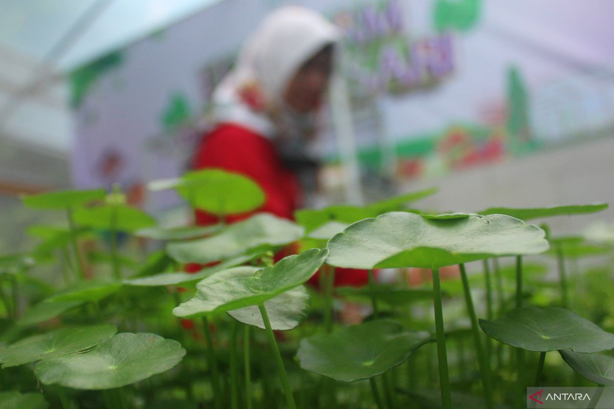 Guru Besar UGM; Tanaman Pegagan potensial perbaiki daya ingat