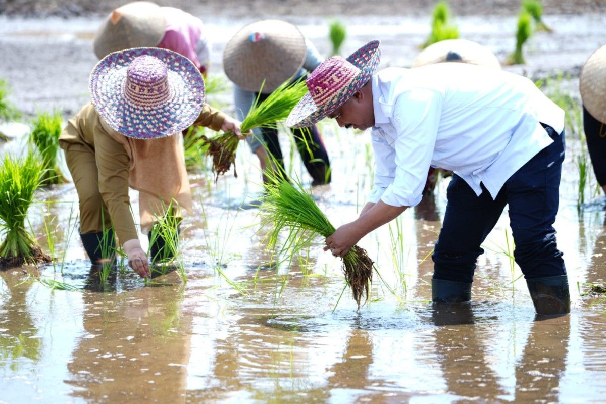 Kementan akselerasi keberlanjutan food estate di Pulang Pisau