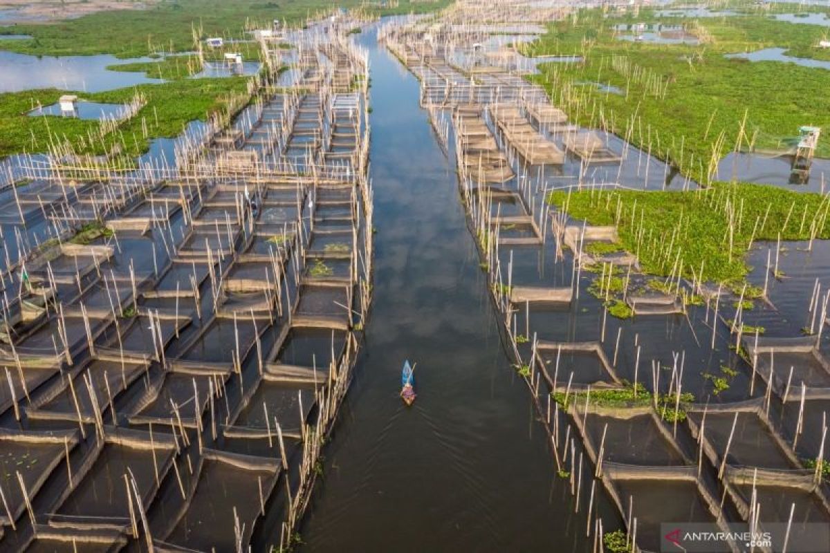 Produksi ikan air tawar Mukomuko lebih dari target tahun 2023