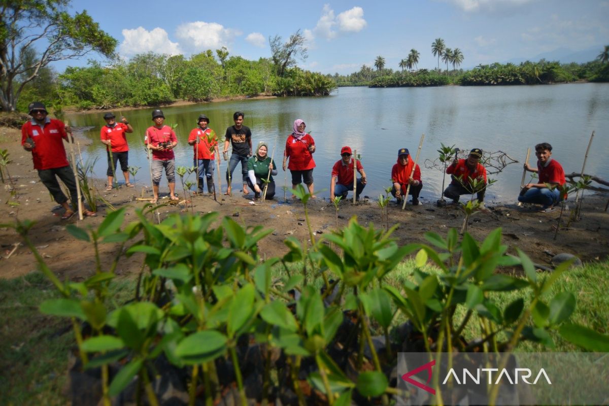 LKBN ANTARA Sumbar bantu selamatkan lingkungan dengan tanam mangrove
