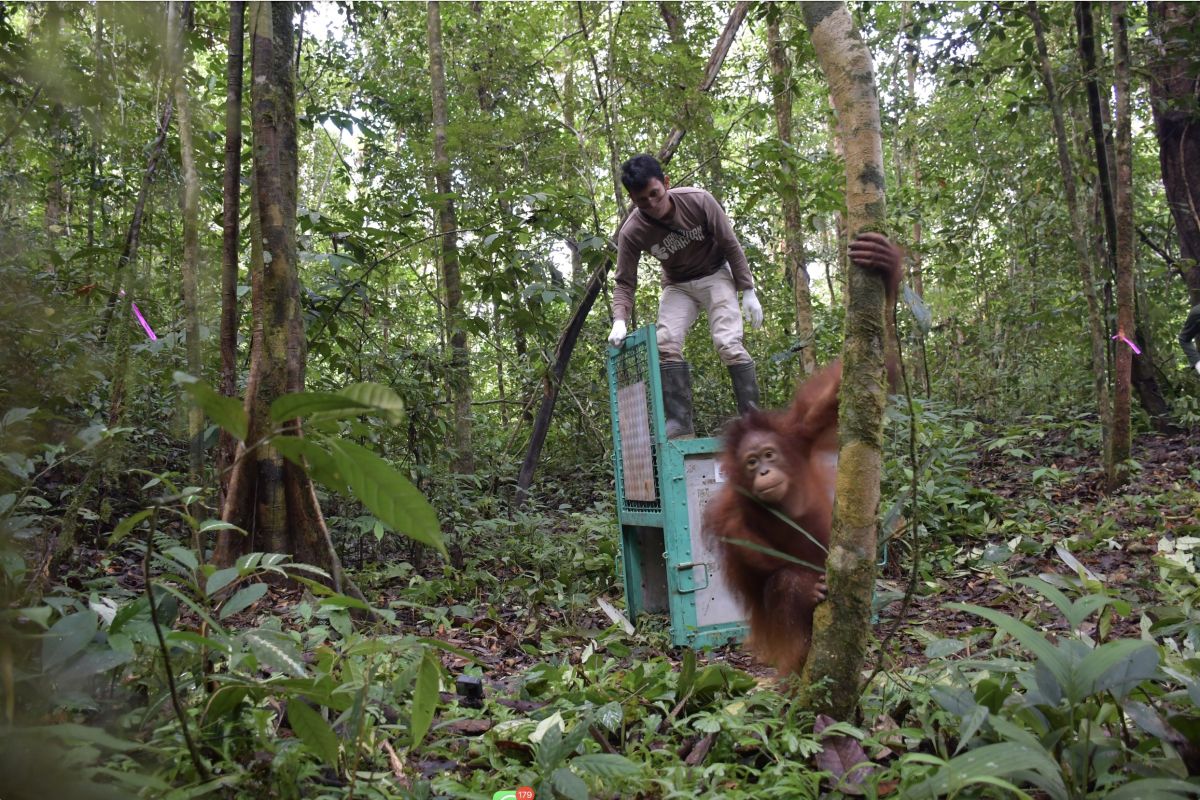 BKSDA Kalteng-BOS lepasliarkan delapan orang utan ke kawasan TNBBBR