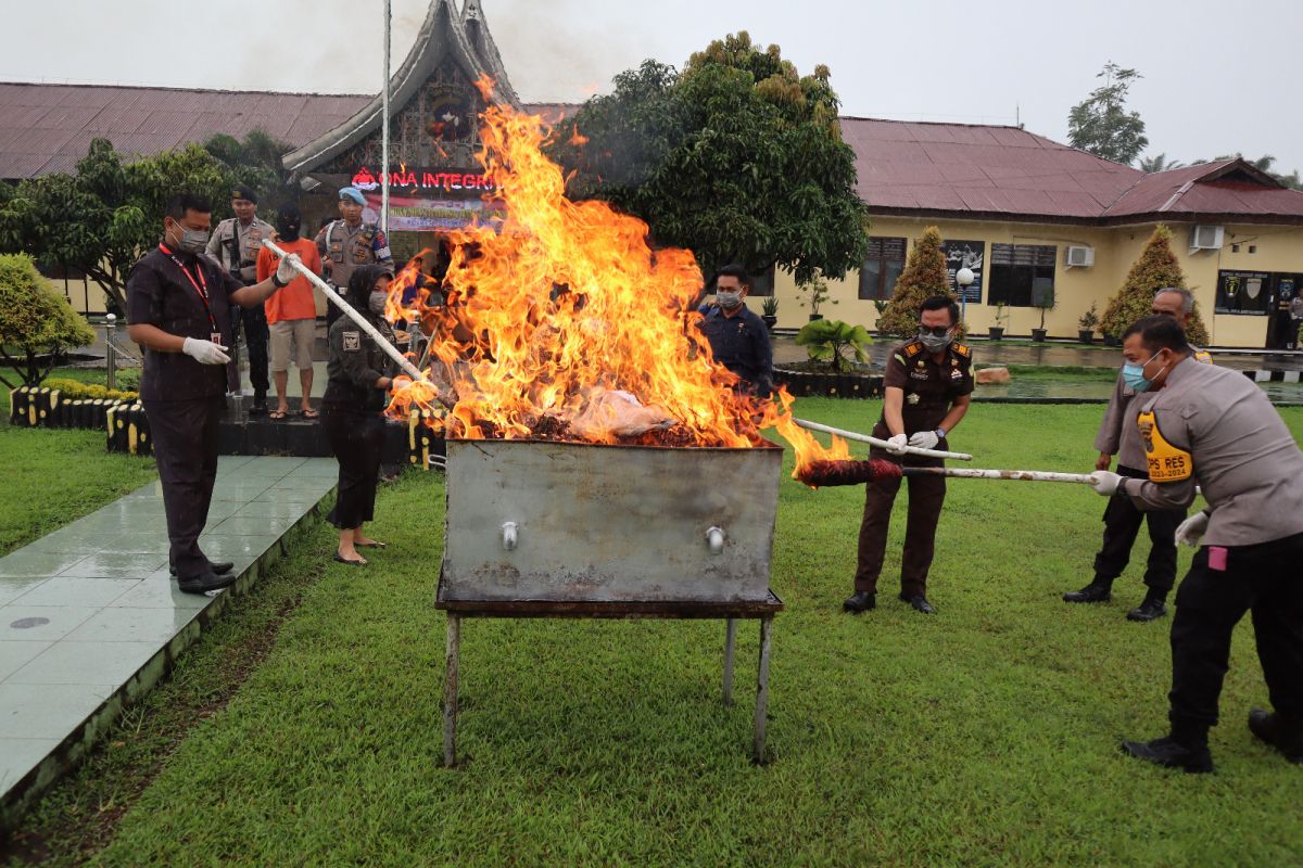 Polres Pasaman Barat musnahkan barang bukti 11 kilogram lebih ganja