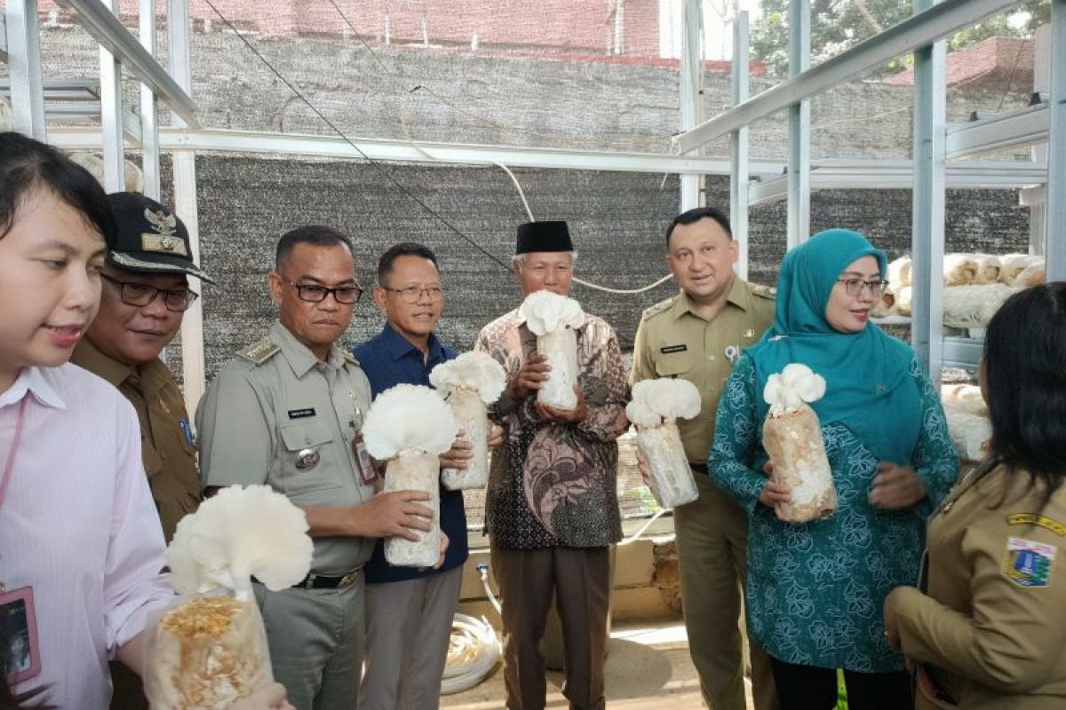 PLN Jakarta tinjau aktivitas kelompok tani binaan di Kebon Jeruk