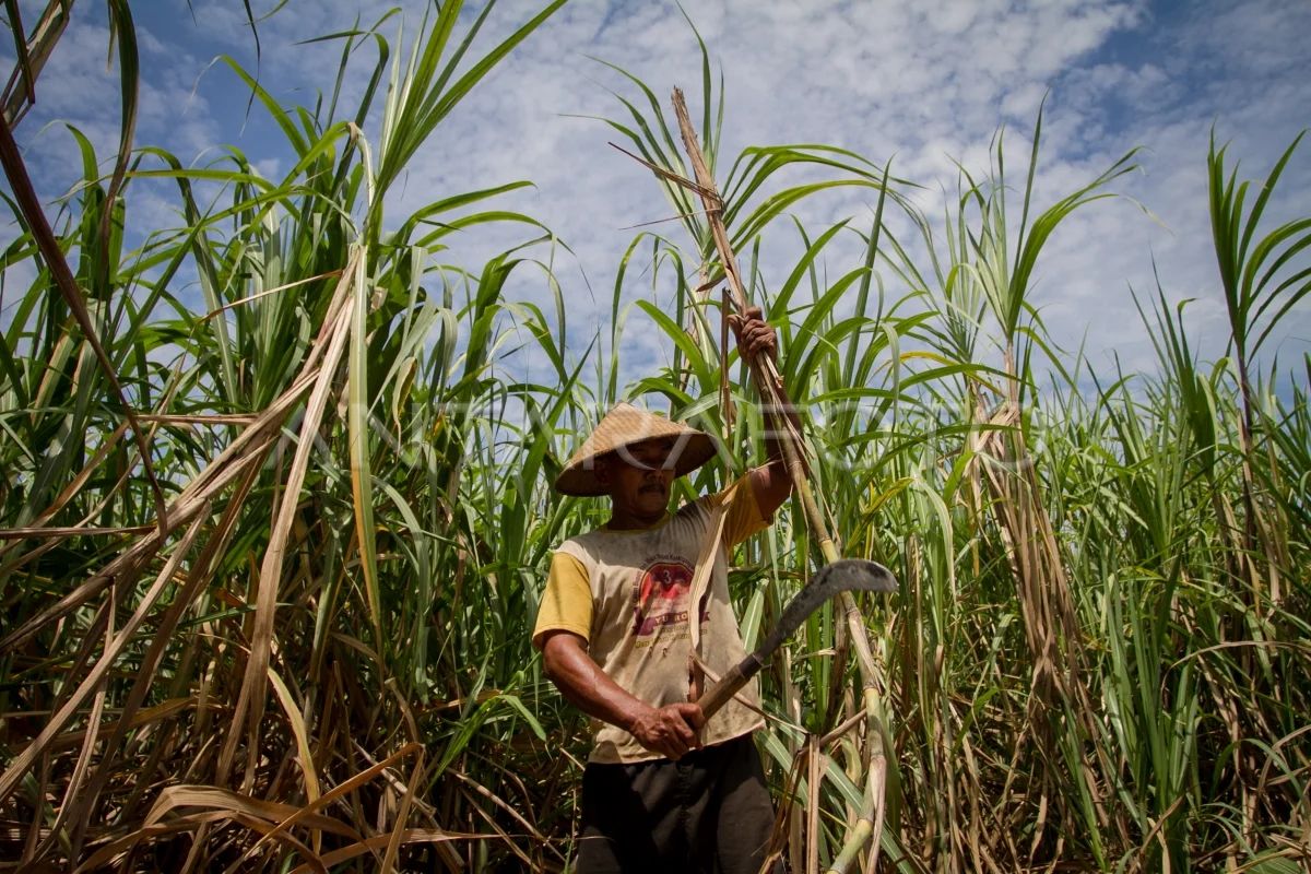 Indonesia prepares 1 mln hectares for sugar factories in Papua